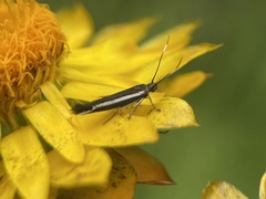 Scythrididae