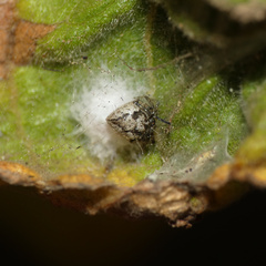 Euryopis funebris