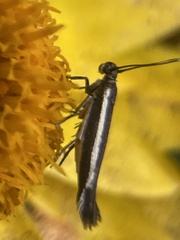 Scythrididae