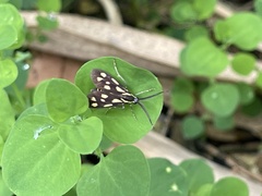 Zeuxippa formosa