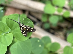 Zeuxippa formosa