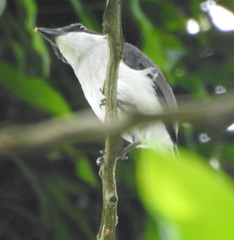 Hemipus hirundinaceus