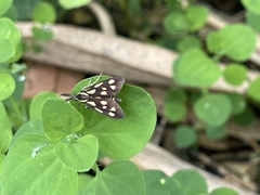 Zeuxippa formosa