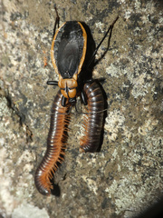 Ectrichodia crux
