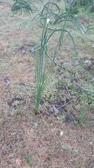 Olsynium scirpoideum