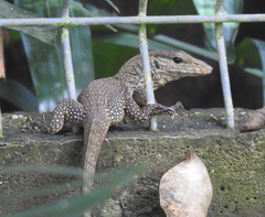 Varanus nebulosus