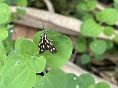 Zeuxippa formosa