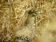 Burhinus capensis