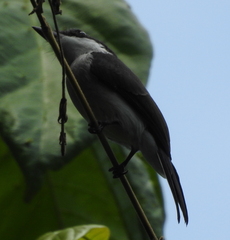 Hemipus hirundinaceus