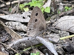 Ypthima multistriata