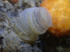 Myxicola