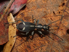 Cypholoba graphipteroides