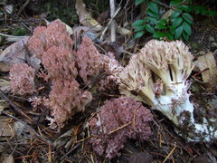 Ramaria botrytis