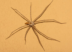 Euprosthenops australis