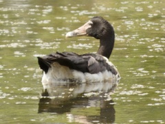 Anseranas semipalmata
