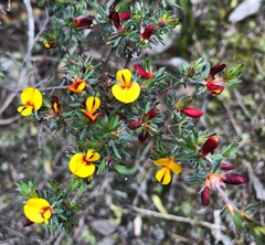 Pultenaea tenuifolia