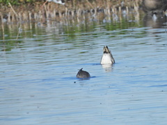 Anas crecca carolinensis