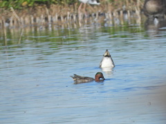 Anas crecca carolinensis