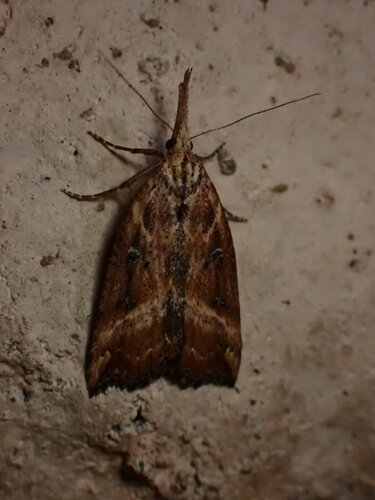California Cloverworm Moth photo 4