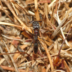 Odontomachus troglodytes
