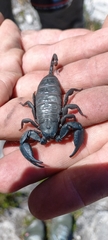Opisthacanthus capensis