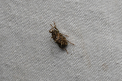 Curculionoidea