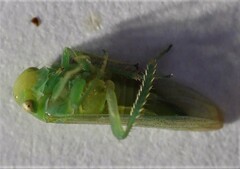 Batracomorphus