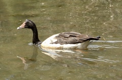Anseranas semipalmata
