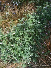 Geranium gardneri