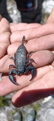 Opisthacanthus capensis