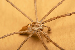 Euprosthenops australis