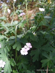 Geranium gardneri