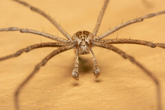 Euprosthenops australis