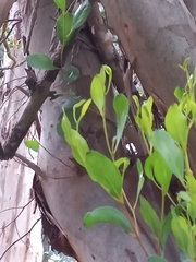 Eucalyptus conferruminata