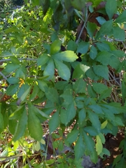 Eleutherococcus sieboldianus