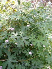 Geranium gardneri