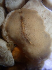 Pseudoceros canadensis