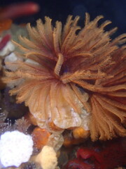 Eudistylia polymorpha