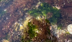 Ulvaceae