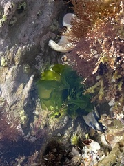 Ulvaceae
