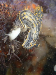 Polycera atra