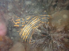 Polycera atra