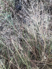 Eragrostis intermedia