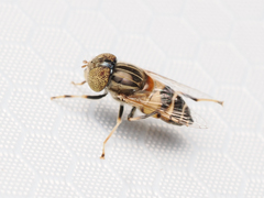 Eristalinus