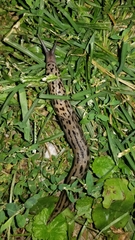 Limax maximus
