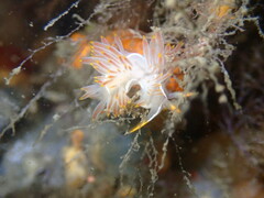 Coryphella trilineata