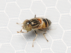 Eristalinus