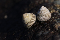 Bembicium nanum