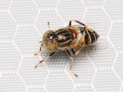 Eristalinus