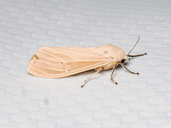 Creatonotos transiens